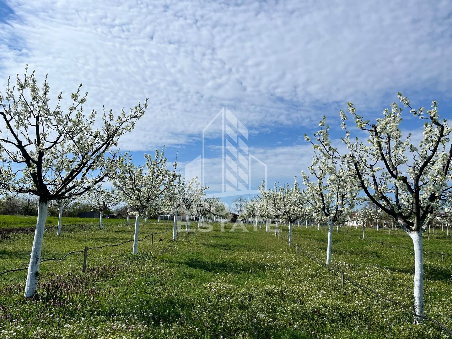 Teren + livada productiva | Constructie intabulata| Sanmartinu Sarbesc