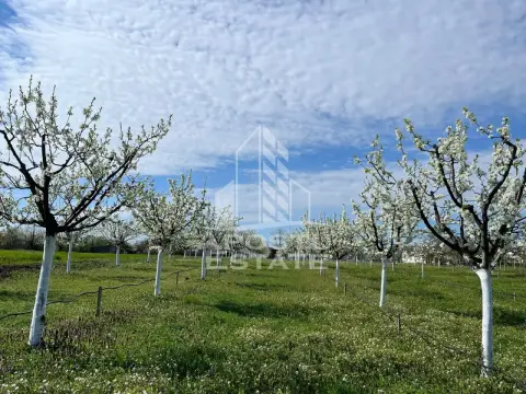 Teren + livada productiva | Constructie intabulata| Sanmartinu Sarbesc