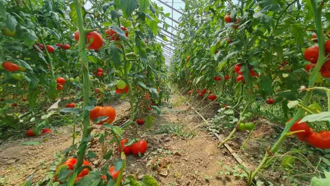 Investitie sigura! Vanzare ferma de legume care merge in plin!